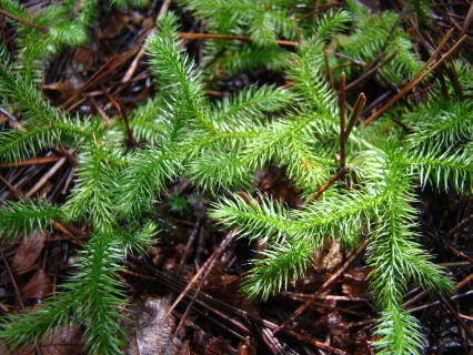 跡見群芳譜(野草譜 ヒカゲノカズラ)